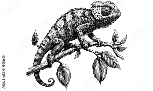 Retro fauna etching of chameleon on branch, vintage reptile line art, antique animal sketch, detailed nature illustration, rustic wildlife drawing, monochrome engraving, natural history print