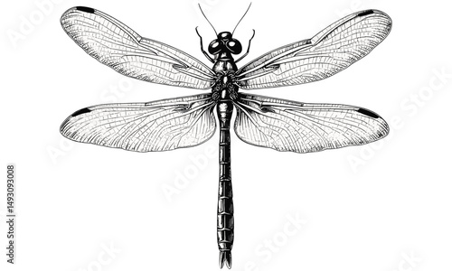 Dragonfly vintage etching in flight, monochrome insect illustration, retro animal art sketch, hand-drawn engraving style, trendy nature decor, classic old engraving, detailed wildlife print