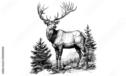 Hand-drawn Elk with Antlers, Vintage Forest Mammal Engraving, Monochrome Etching, Retro Wildlife Illustration, Rustic Animal Sketch, Old Style Drawing, Nature Wall Art