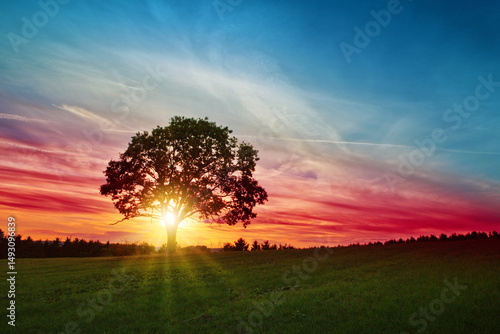 Summer sunset landscape with tree and green grass field.