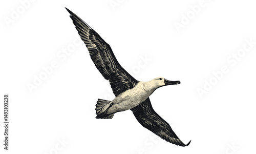 Albatross in Flight, Hand-drawn Ocean Bird Sketch, Vintage Ornithology Illustration, Rustic Animal Line Art, Black Etching Print, Nature Wildlife Poster,
