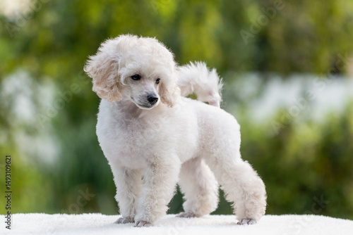 Small white poodle standing outdoors in a lush green environment enjoying a sunny day