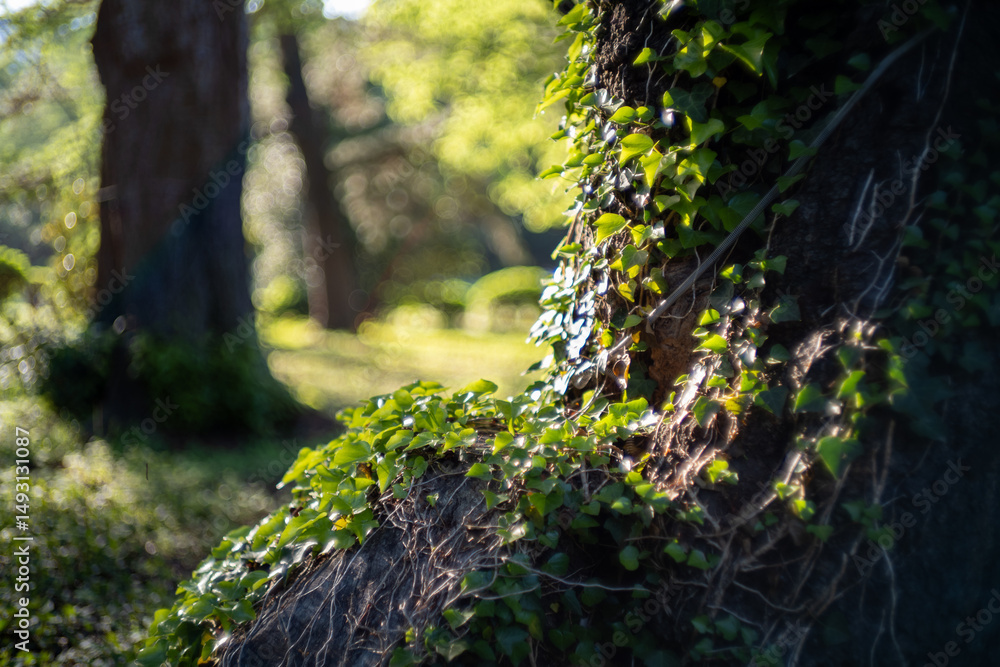 Naklejka premium 苔むした木