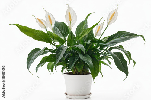 A small potted plant with white flowers on a white background