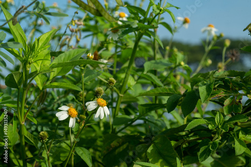 Bidens alba is a species of flowering plant in the Asteraceae family.