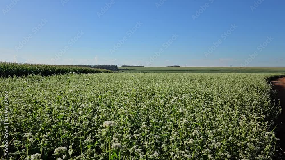 buckweat field buckweat field