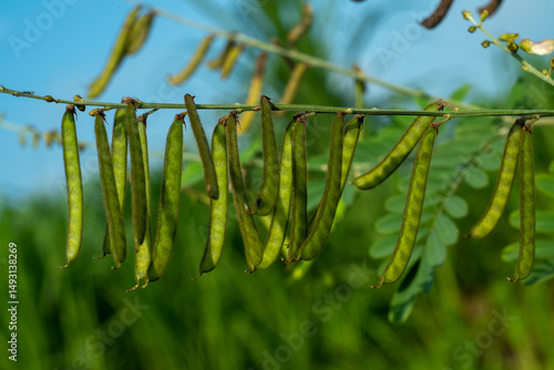 Vicia hirsuta is a species of flowering plant in the pea and bean family Fabaceae.
