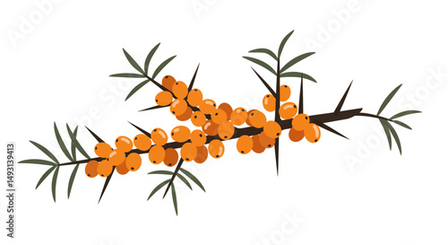 Sea Buckthorn Branch Illustration