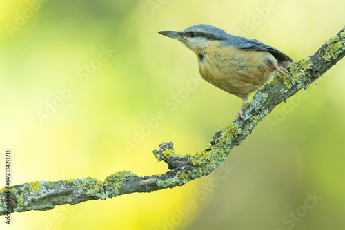 Eurasian Nuthatch (Sitta Europea) perched on a tree branch in natural forest habitat. 

