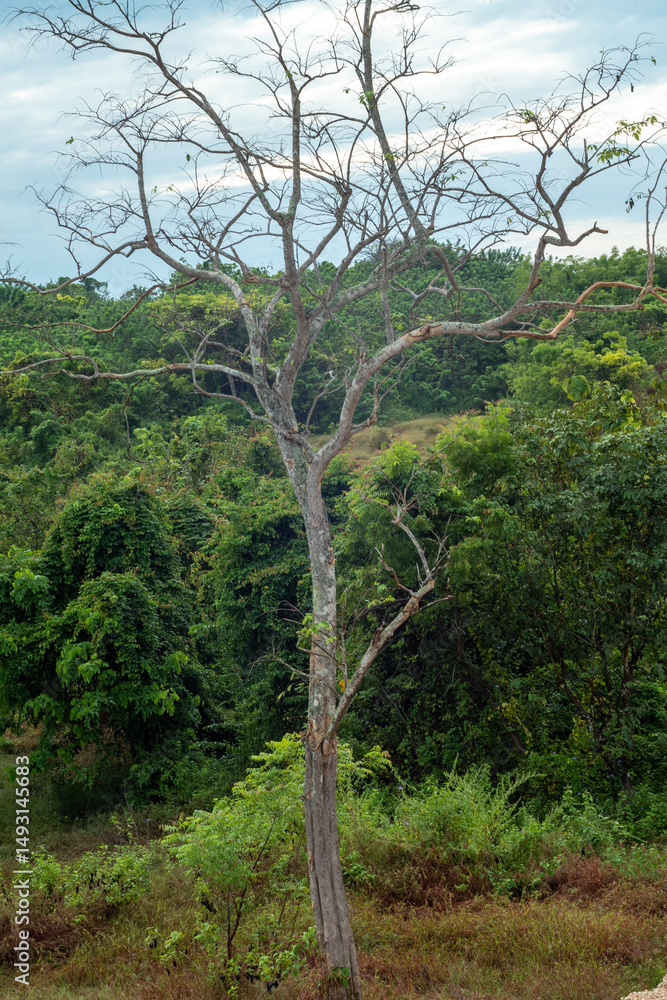Obraz premium tree in the mountains