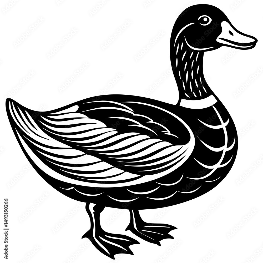 Black and white illustration of a mallard duck Black and white illustration of a mallard duck