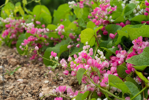 Obraz na plátně Antigonon is a climbing plant (liana) belonging to the Polygonaceae family which originates from Central America