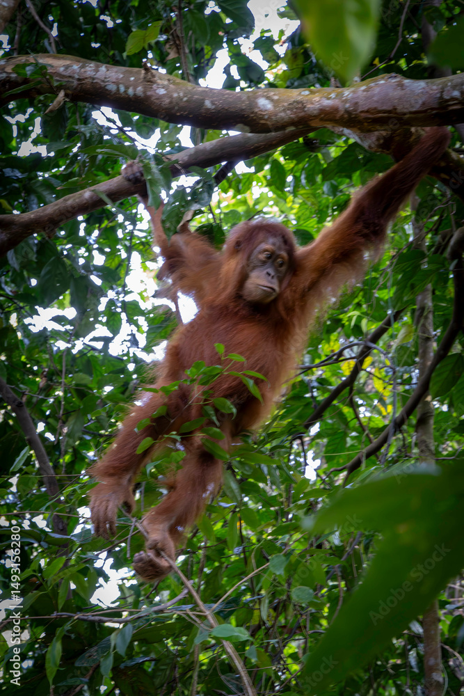 Fototapeta premium Baby orang utan @ Bukit Lawang, Indonesia