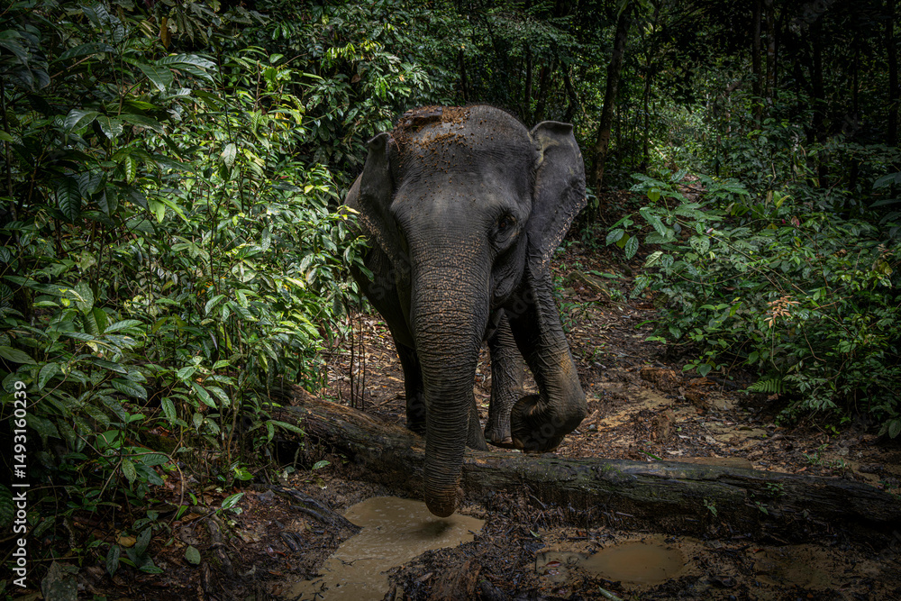 Fototapeta premium Elephant @ Tangkahan, Indonesia