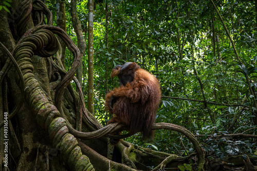 Photography Giant orang utans @ Bukit Lawang, Indonesia