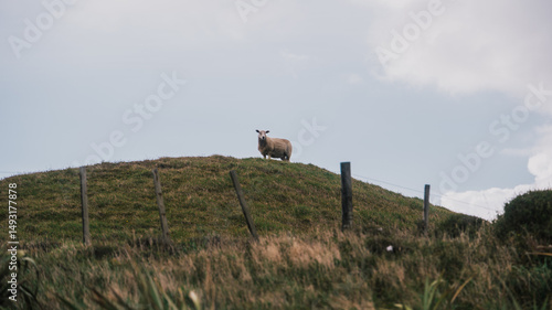 Wallpaper Mural sheep Torontodigital.ca