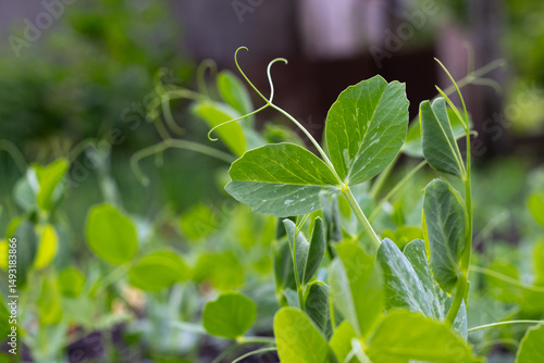 Close-up view of small pea plants growing in a garden bed during early spring