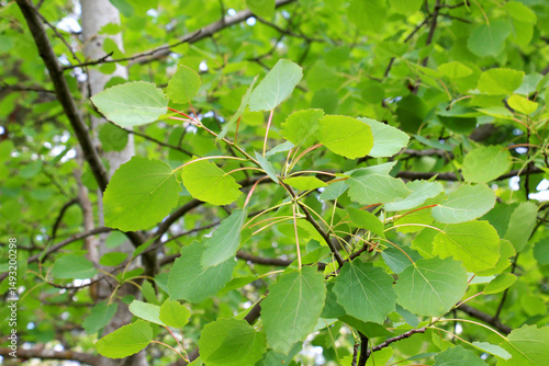 Aspen (Populus tremula) grows in nature