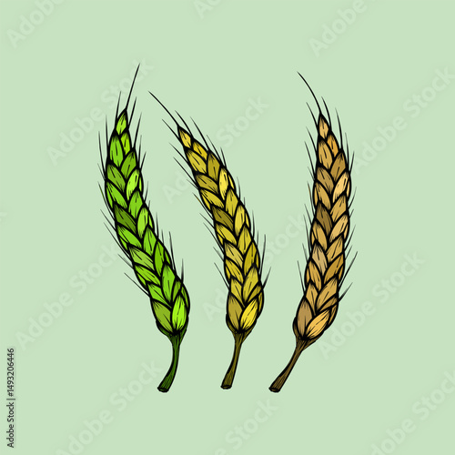 Wheat stalks in different stages of ripeness illustration