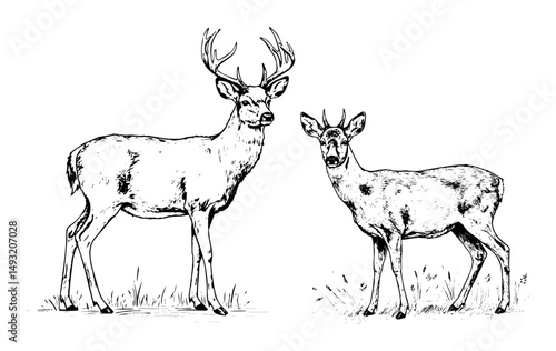 deer and doe in forest wildlife scene