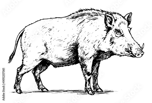 wild boar profile view forest animal
