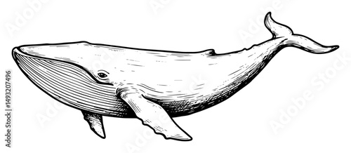 blue whale swimming in monochrome outline vector illustration