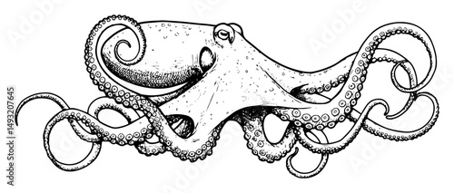octopus in detailed monochrome outline hand drawn style