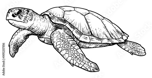 sea turtle swimming in ocean in outline sketch vector style