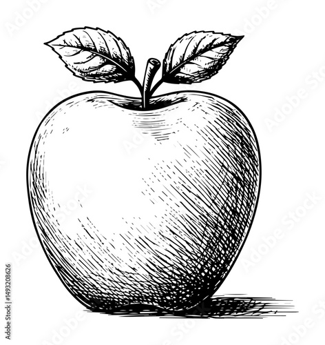 apple fruit in hand drawn monochrome outline sketch