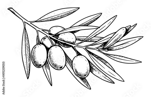 olive branch with fruit in botanical sketch engraving style