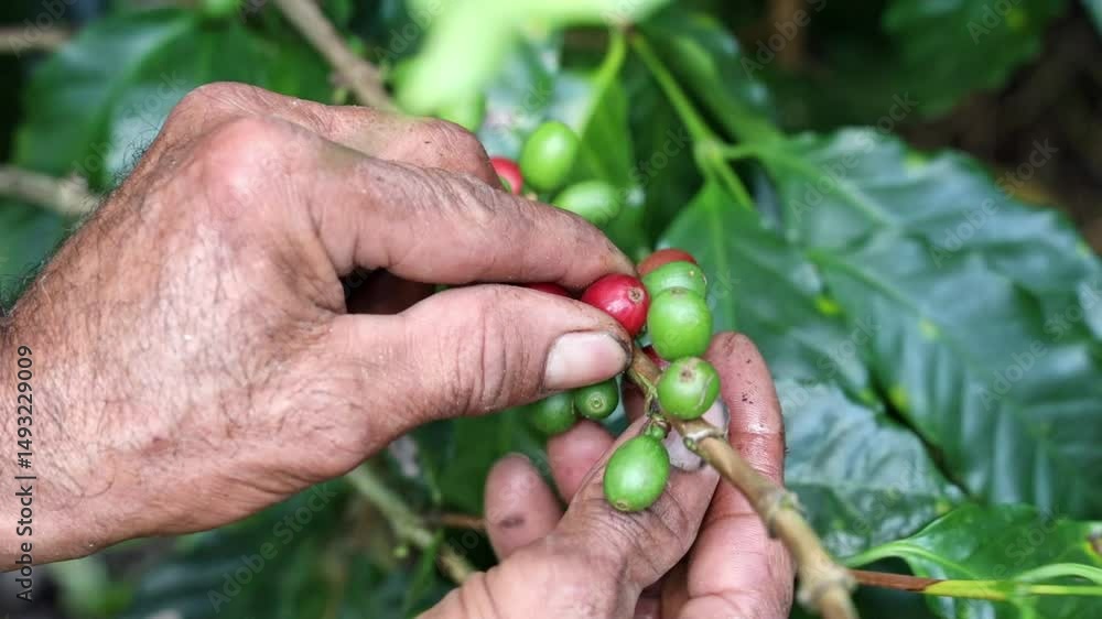 Close-up view of coffee berries transitioning from green to red on a healthy coffee tree Close-up view of coffee berries transitioning from green to red on a healthy coffee tree