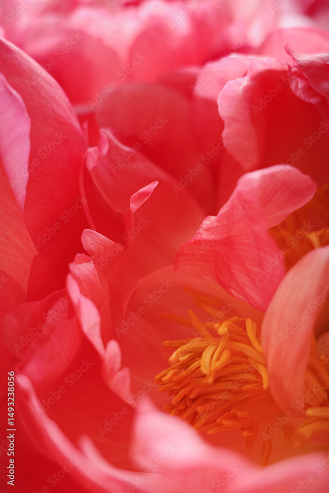 Vibrant pink peonies bloom showcasing delicate petals and intricate details of nature Vibrant pink peonies bloom showcasing delicate petals and intricate details of nature