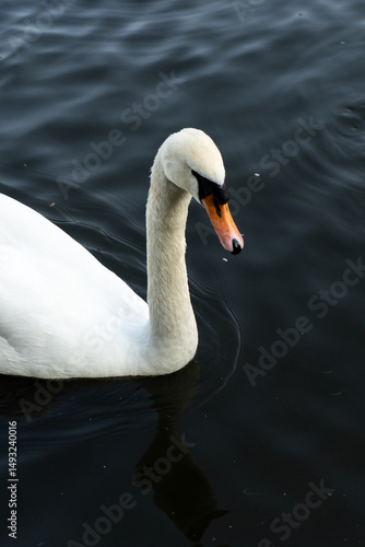 swan on the lake