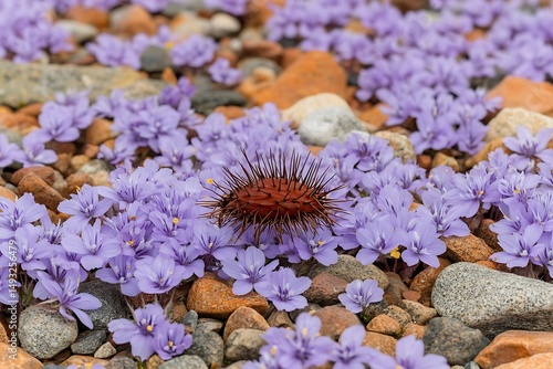 Striking Spiky Seed Pod Amidst Delicate Purple Alpine Flowers on Rocky Ground