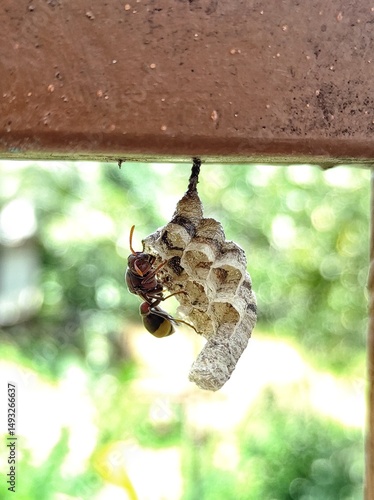Bee nest