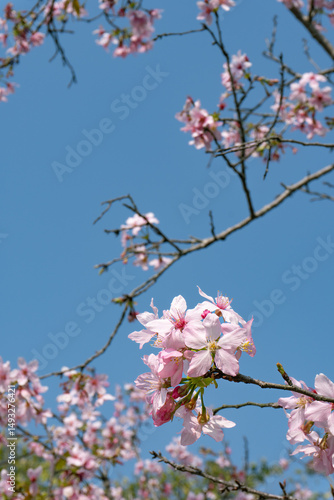 pink sakura blossom in spring