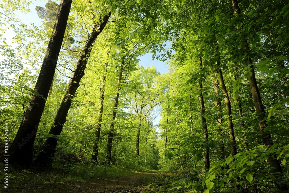Fototapeta premium Forest path among beech trees on a sunny spring morning, Poland