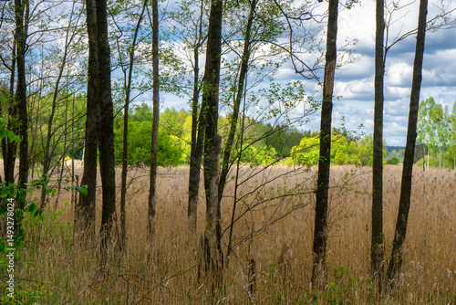 Fototapeta Naklejka Na Ścianę i Meble -  Dolina rzeki Ploski - Puszcza Knyszyńska, Podlasie, Polska