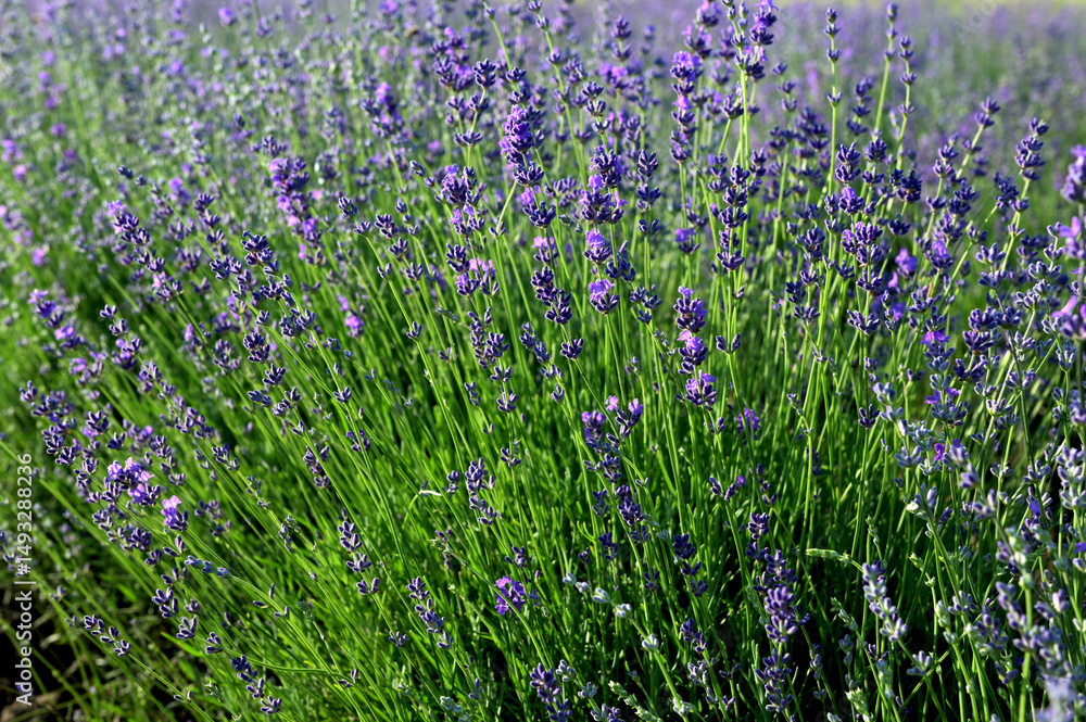 Naklejka premium Lavender field on a sunny day, lavender bushes in rows