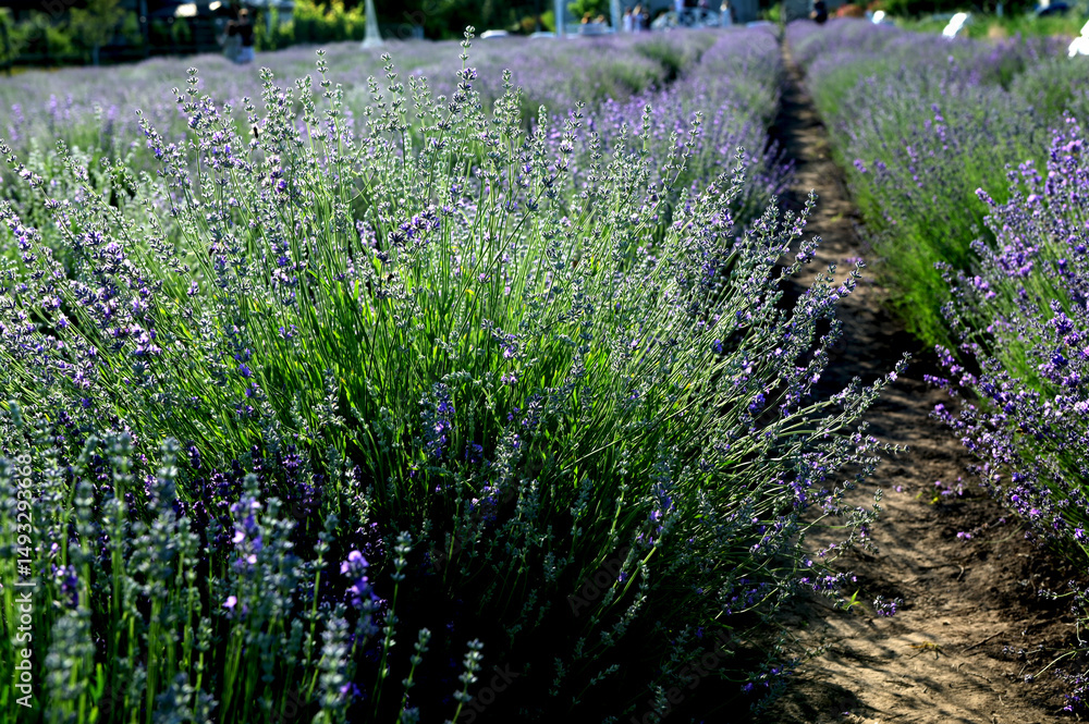 Fototapeta premium Lavender field on a sunny day, lavender bushes in rows