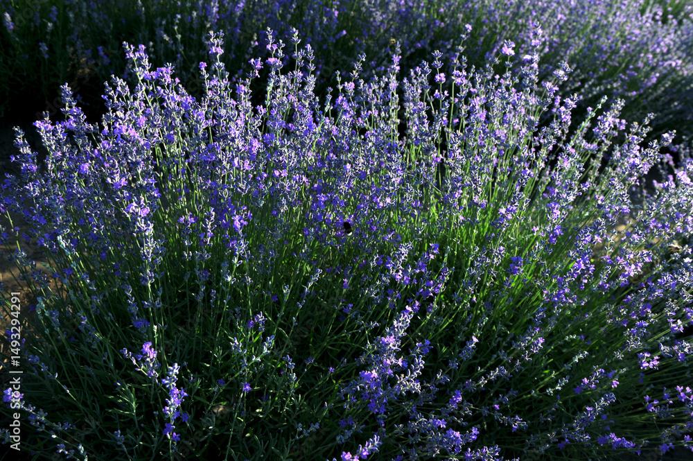 Obraz premium Lavender field on a sunny day, lavender bushes in rows