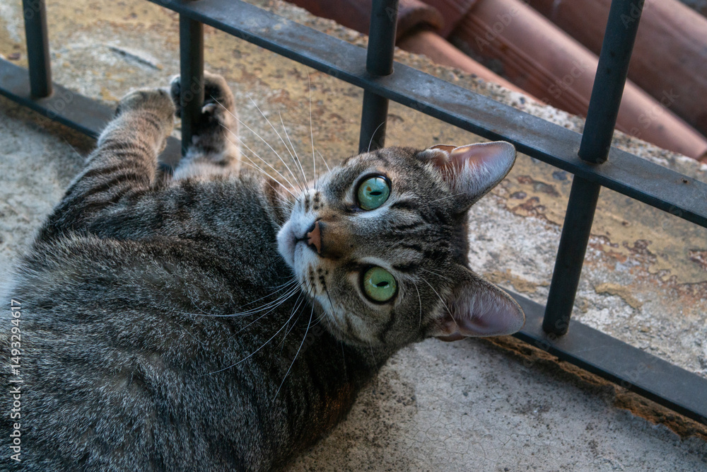 Obraz premium Cat in the Roof