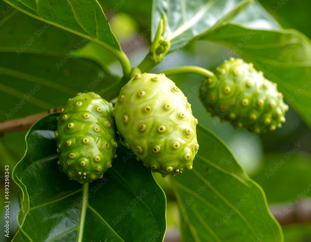 Noni Fruits on the Tree Noni Fruits on the Tree