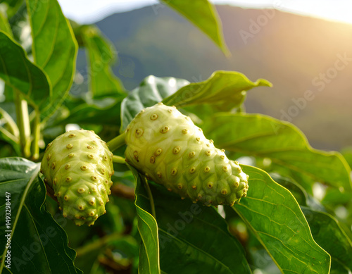 Noni Fruits on the Tree