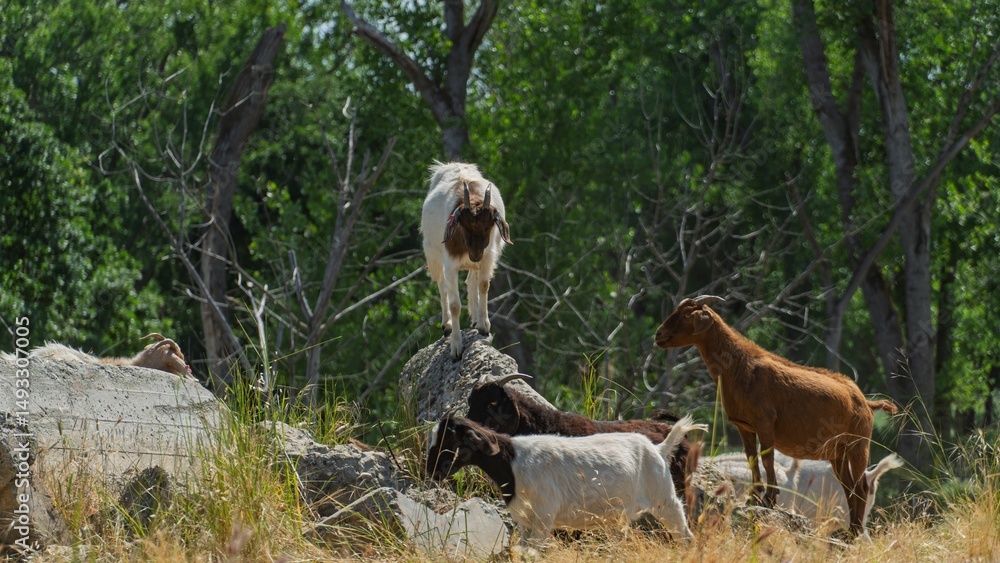 Obraz premium Goats in a forest clearing