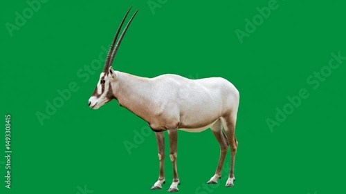 Elegant Arabian Oryx: White Antelope with Long, Straight Horns on a Solid Green Background.