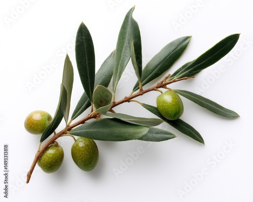 Wallpaper Mural Fresh green olives on a branch with vibrant leaves.  A symbol of peace and health. Torontodigital.ca