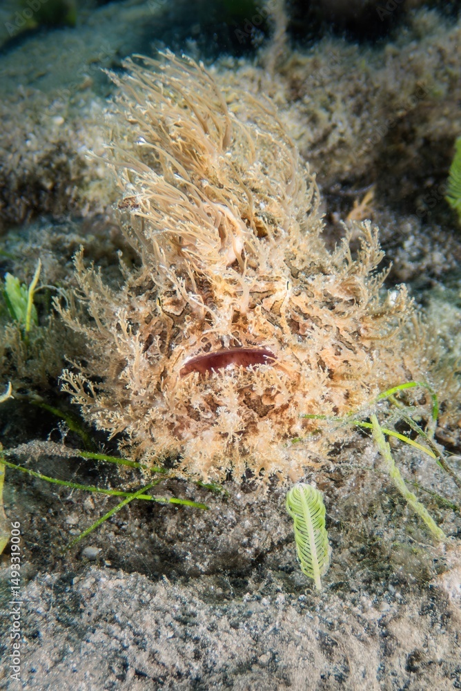 Naklejka premium Striated Frogfish (Antennarius striatus), at the Blue Heron Bridge, Phil Foster Park, Riviera Beach, Florida