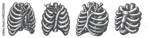 Detailed Vintage Engraving of Human Thoracic Anatomy Illustration