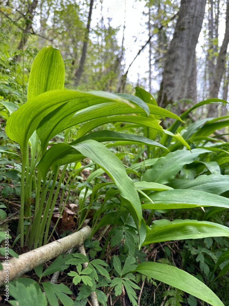 Obraz premium wild garlic leaves